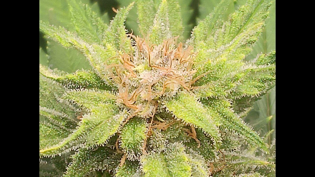 Wedding cheesecake week 15 day 2