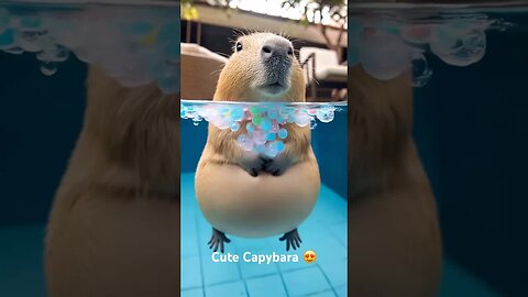 Cute capybara 😍😍😍