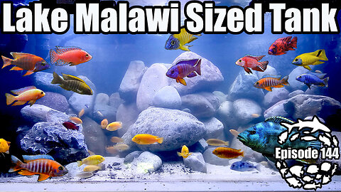 Lake Malawi Biotope Aquarium: Building a Stunning Cichlid Paradise