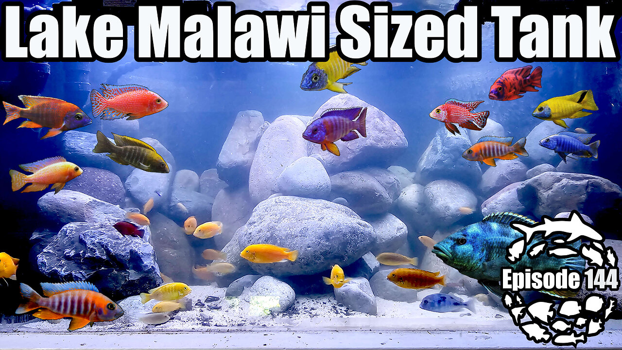 Lake Malawi Biotope Aquarium: Building a Stunning Cichlid Paradise