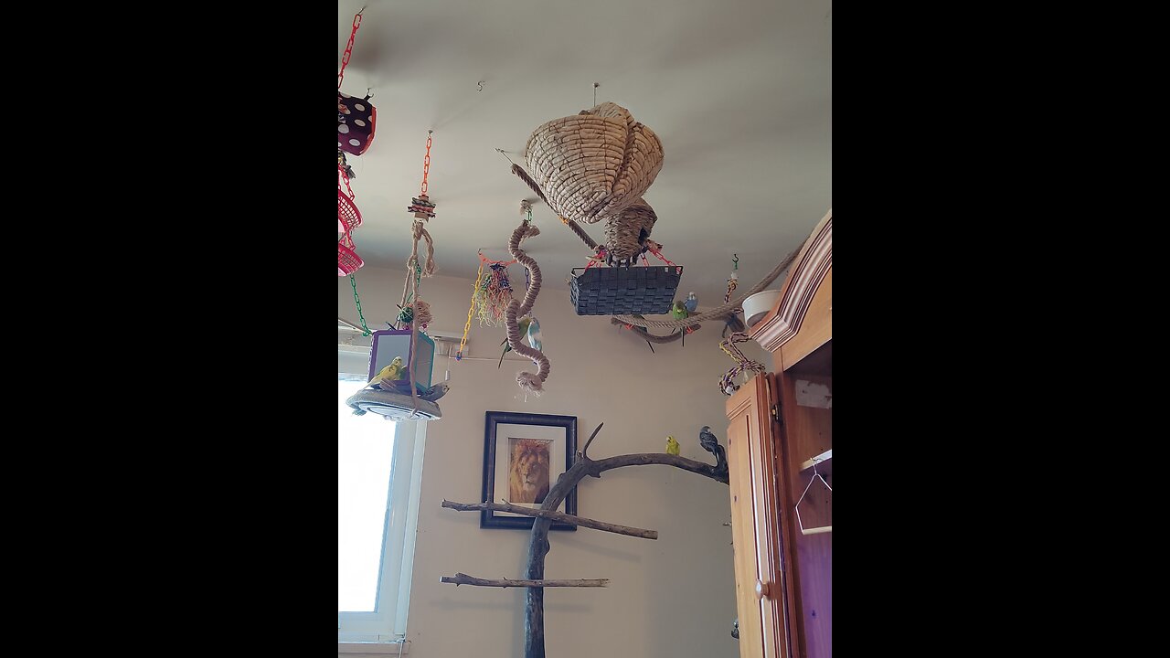 Caring for 9 Budgies