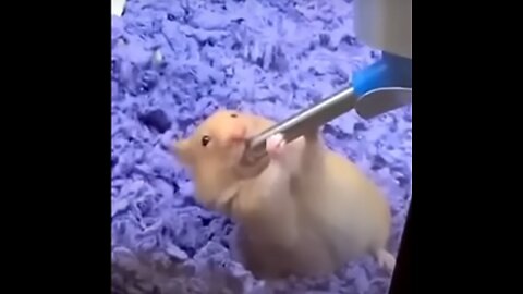 Funniest Animal Videos Ever