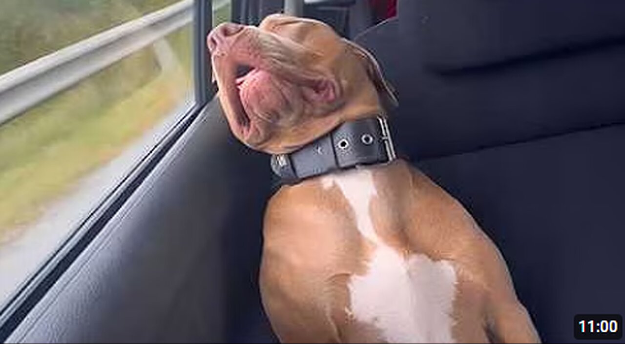 When Being A Dog Is A Full Time Job 😁 Funny Dog Videos 2025