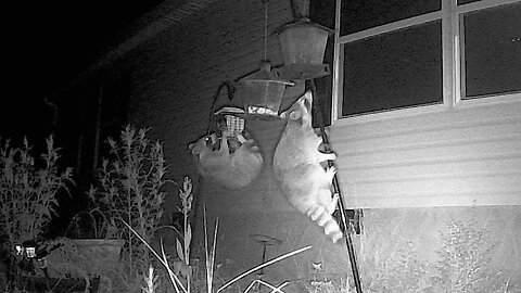 Ornery Raccoons Climbing Bird Feeder