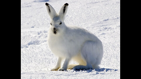 Leoparidea Rabbits