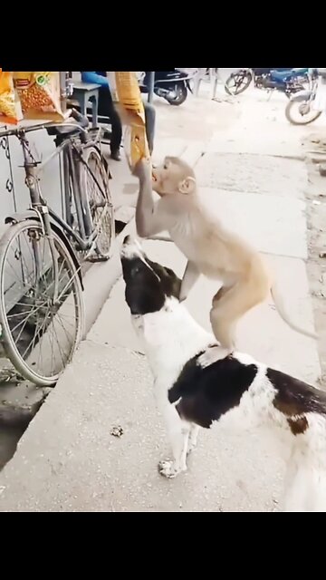 “Try Not to Laugh Challenge – Too Funny!”😂🤣