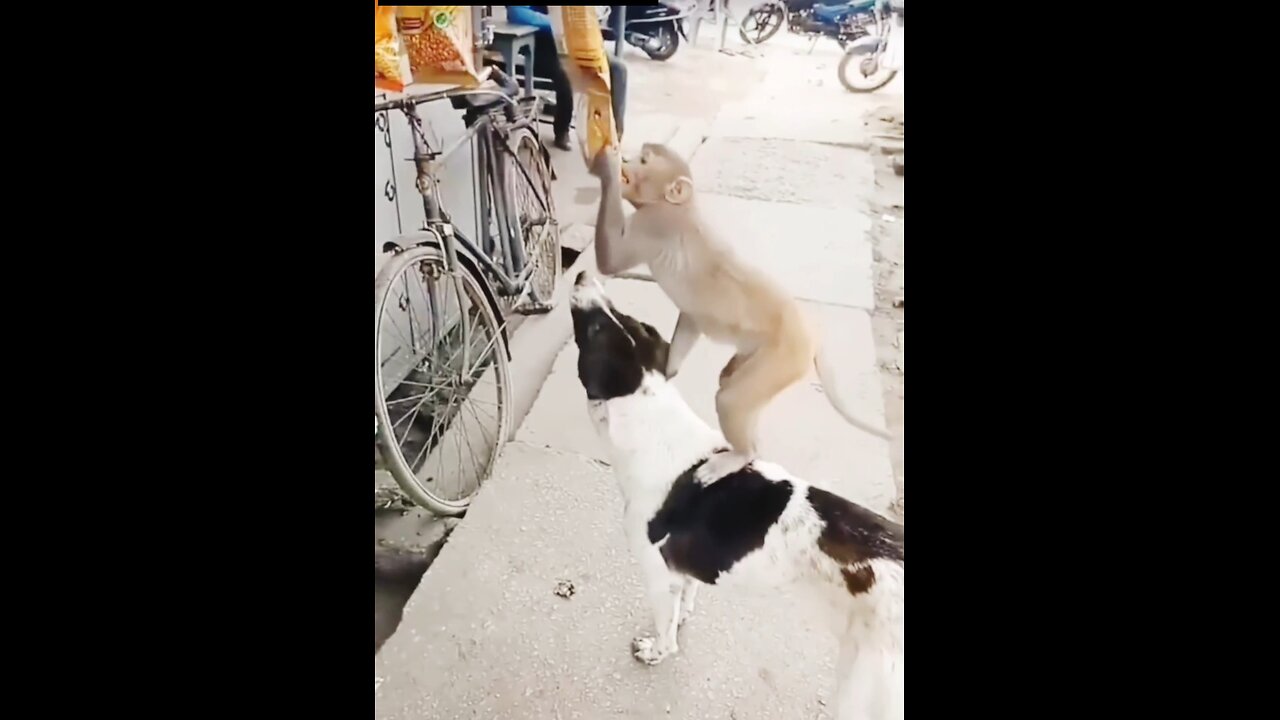 “Try Not to Laugh Challenge – Too Funny!”😂🤣