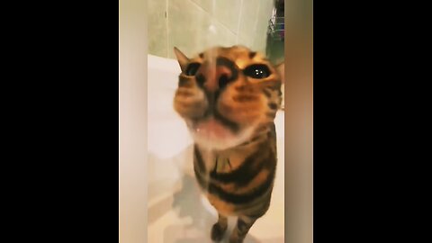 funny animals video #new video #vital