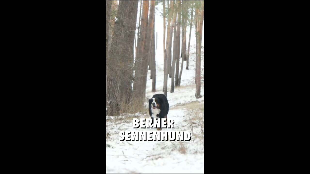 🐶❤️ Der Berner Sennenhund bringt Wärme in jedes Herz!