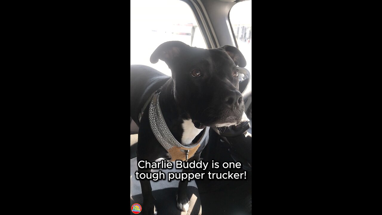 Pupper Trucker #shorts #trucking #rescuedog #adopt #rescueandadopt