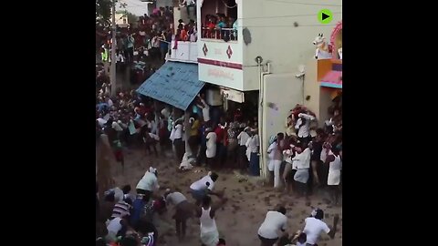 Only in India: where people throw cow dung like it’s confetti and call it tradition