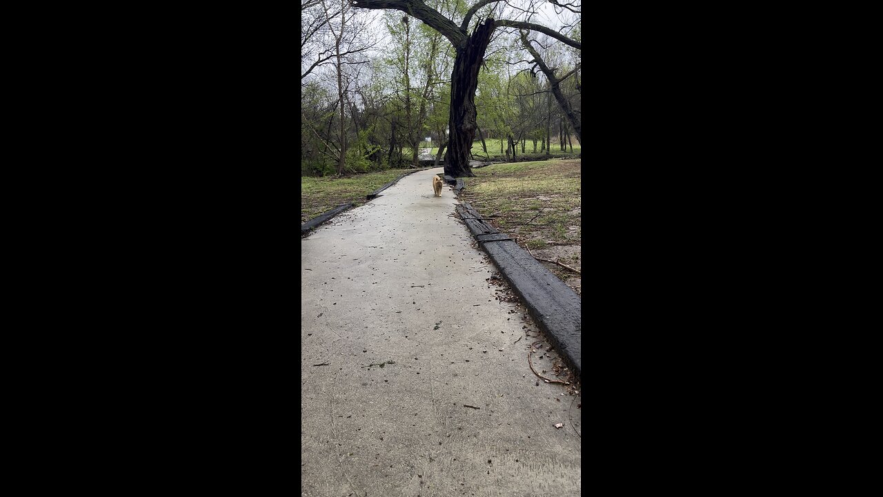 Cat in nature.