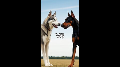 Who is stronger?( German Shepherd, Husky, Doberman, labrador retriever, Pointer).