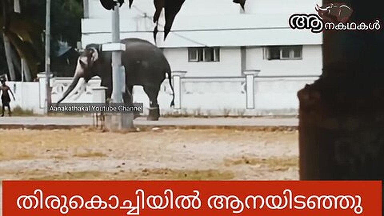 ഇടഞ്ഞ ആന കൂടുതൽ അക്രമകാരിയാകുന്നു, പാപ്പന്മാരെ അടുപ്പിക്കുന്നില്ല _ Elephant attack kerala 2025