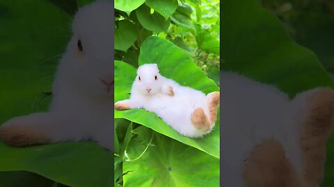 Caught a little rabbit Cute pet debut plan Rabbit Pastoral cute pet