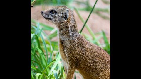 क्या होगा अगर किसी को नेवला काट लें