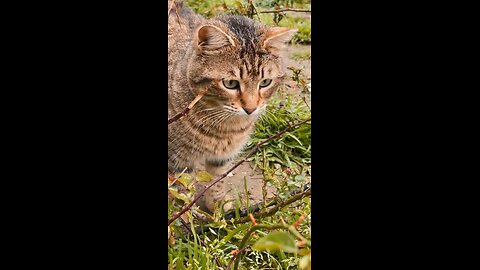 nature cat