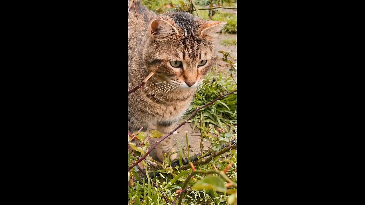 nature cat