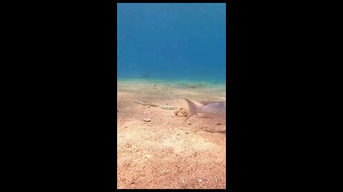 sea snake