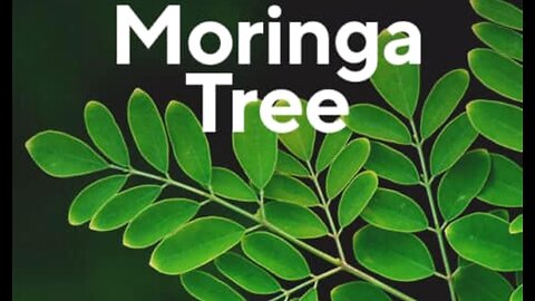 HEALTH BENEFITS OF THE MORINGA TREE AKA THE TREE OF LIFE. 💖