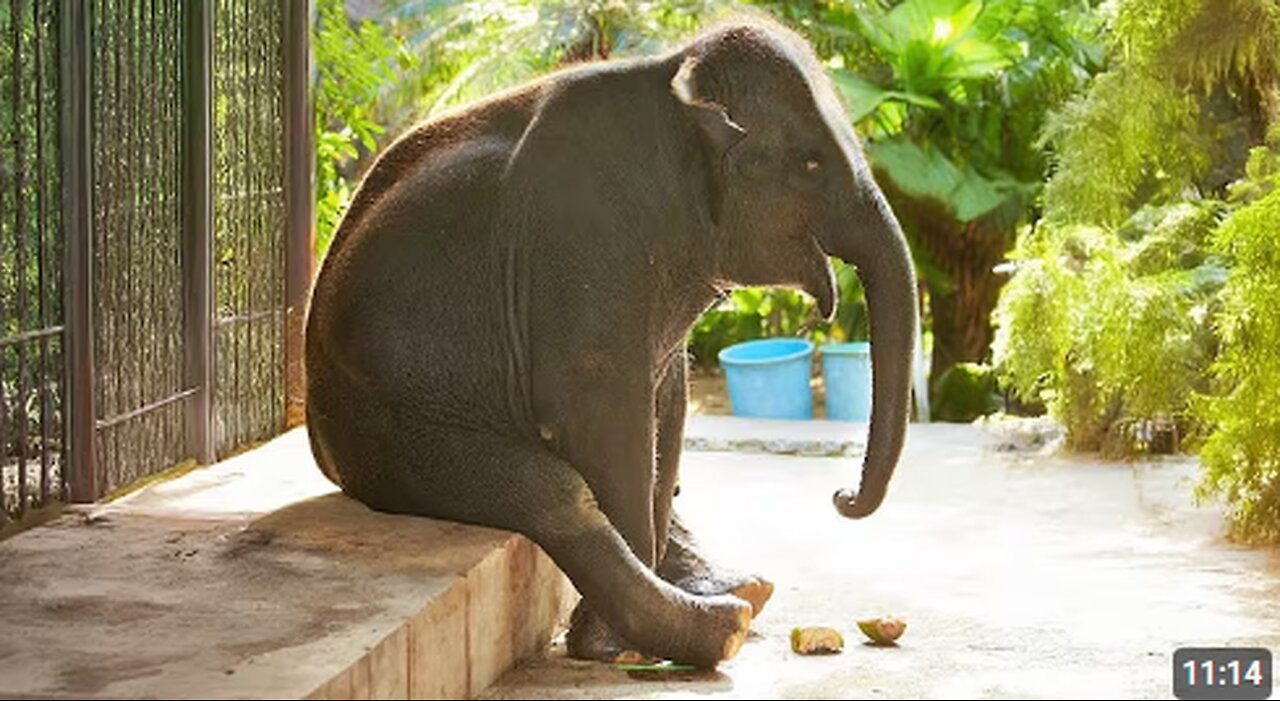 When Elephants Act Like Comedians 😂🐘 Funniest Animal Videos