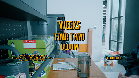 Cannabis Grow Journal - Weeks 4-6!