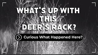 Whats Up With This Deer's Rack?
