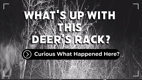 Whats Up With This Deer's Rack?