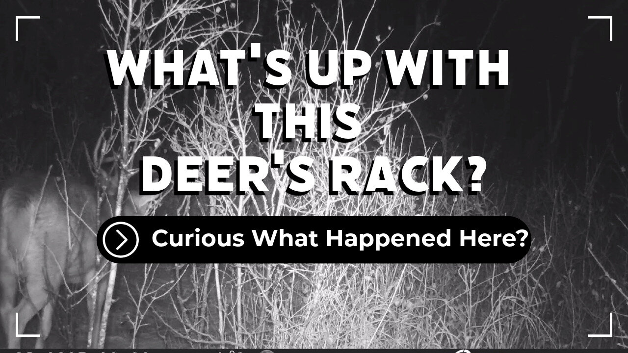 Whats Up With This Deer's Rack?
