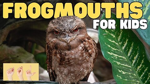 ASL Frogmouths for Kids