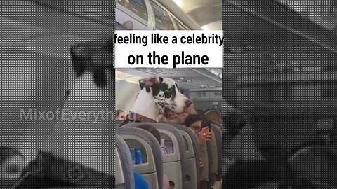 a huge GERMAN DOG attracts attention inside a transcontinental plane