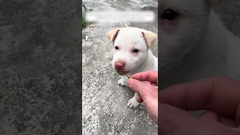 Biker picked up a puppy on the road and became his family