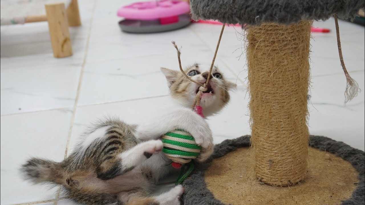 Very Cute MiMi | Funny play and crazy kitten get angry with ball | it’s so funny