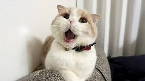 Cat.exe stopped working