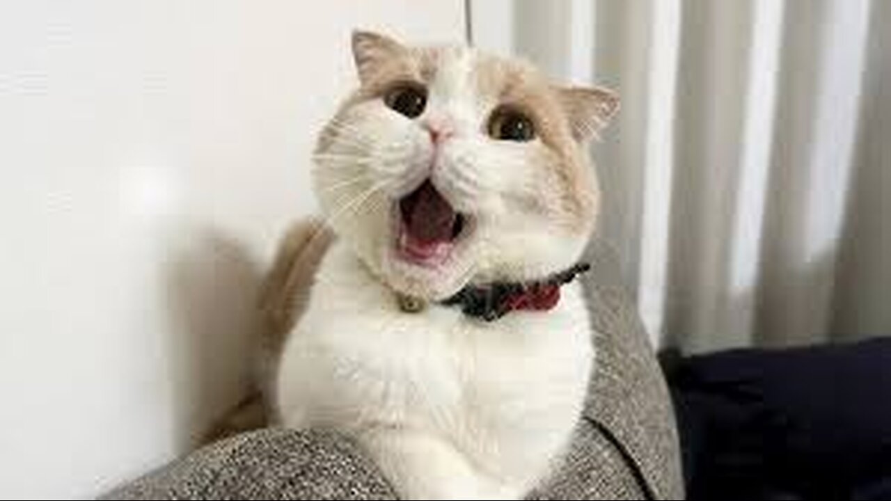 Cat.exe stopped working