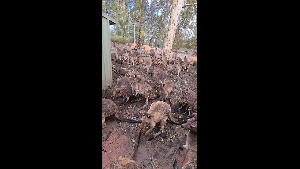 Kangaroos can’t wait to get into pub and drink beer | only in Australia