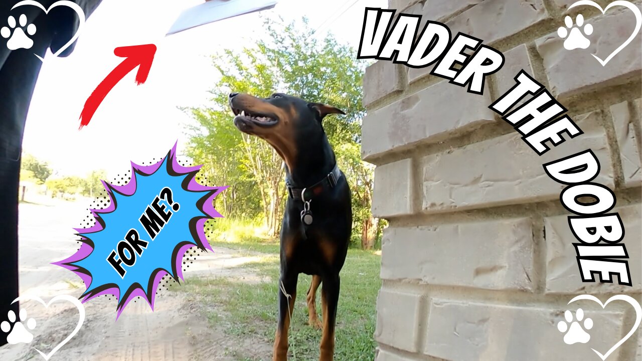 Doberman in the Sunshine: Chaos, Trash & Neighborhood Watch ☀️🐾🗑️