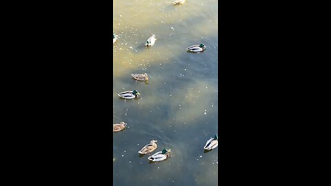 Mallard Ducks 🦆 #mallardducks #shorts #viral #trending #ducks #followme