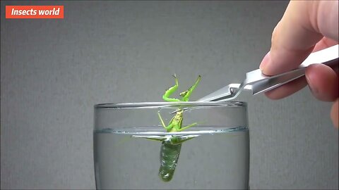 #insects world, when you put a wild #mantis in a water glass? you definitely haven't seen it!