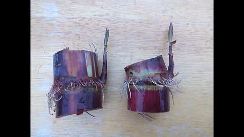 Planting Our Sugarcane Plants 12/26/25