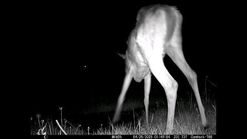 Deer Cam Buck 04-25-2025 Storm Coming In