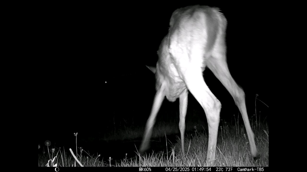 Deer Cam Buck 04-25-2025 Storm Coming In