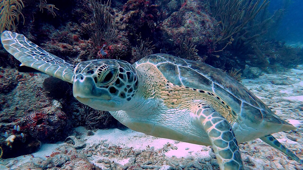 Sea turtle gives scuba divers a magical experience in Mexico