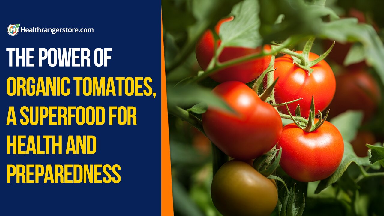The power of Organic Tomatoes, a superfood for health and preparedness
