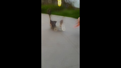 My cat is hungry for my love #kitty #kitten