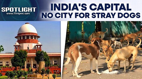 Supreme Court Orders Stray Dogs Out of Delhi-NCR; Activists Launch Protests | Spotlight | N18G