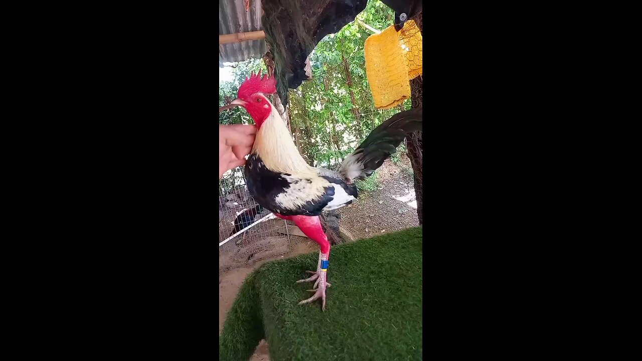 gallos