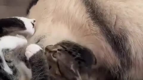 Dog's Comedy Videos 🤣 so cute videos and puppies comedy scenes 😂 so cute 🥰 🥰 🥰 🥰