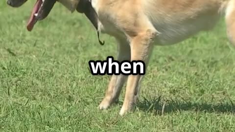 🐶 The Truth Behind Tail Wagging It's No