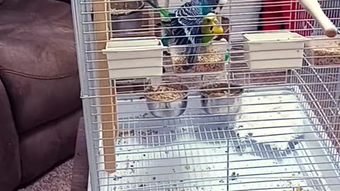 Budgies Mating
